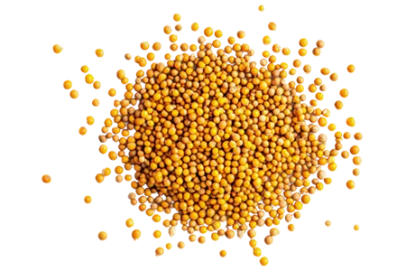 Mustard Seeds Yellow