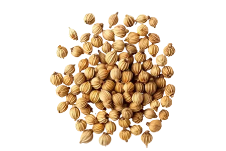 coriander whole 2